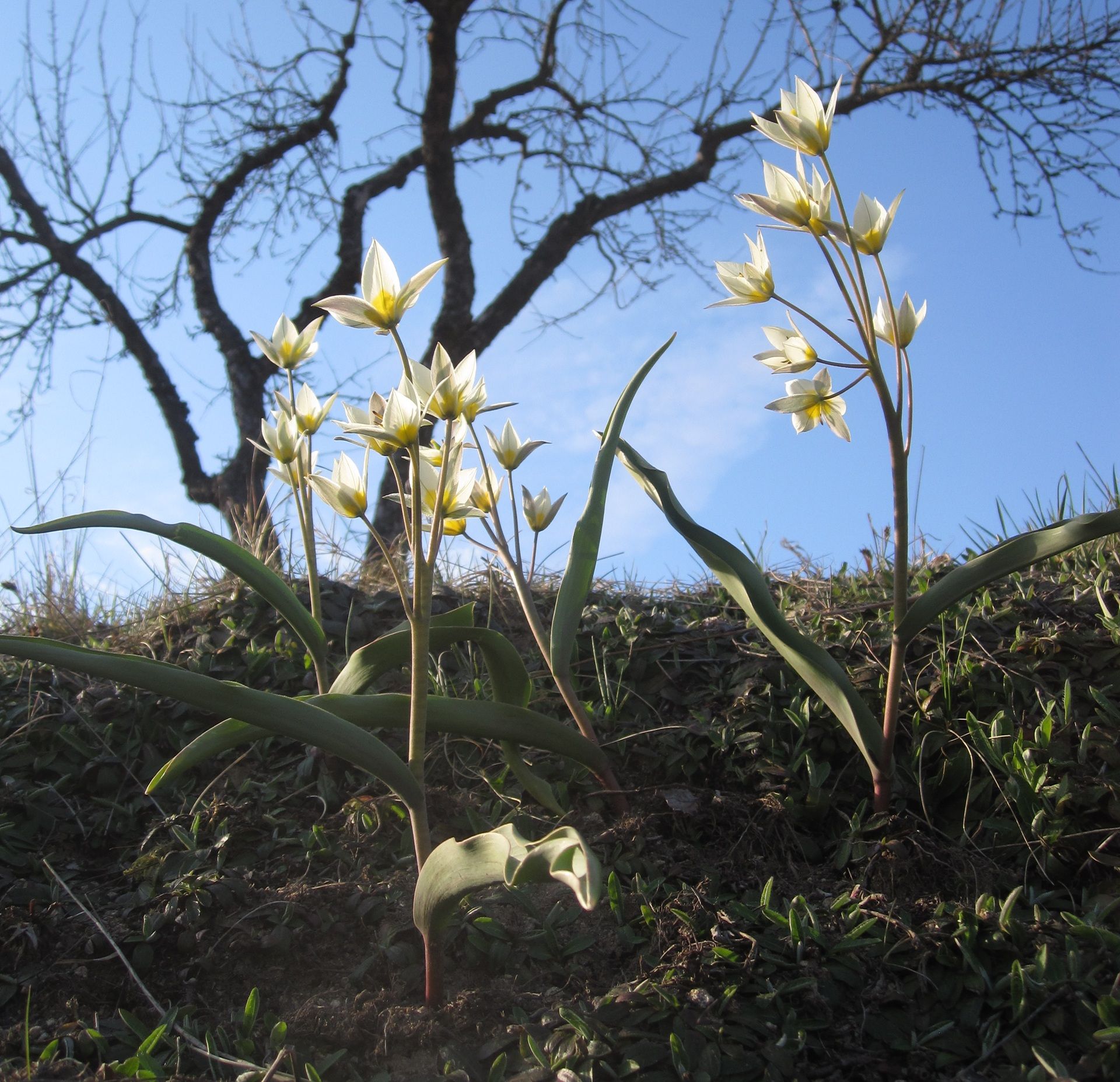 Tag des offenen Krafthofs